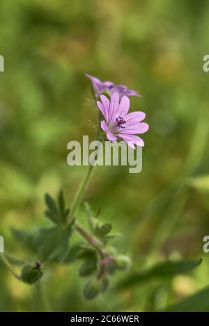 Geranium molle mit rosa Blütenstand Stockfoto