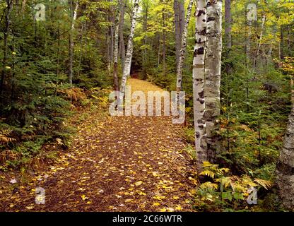 Woodland Trail in den Adirondack Mountains in New York Stockfoto