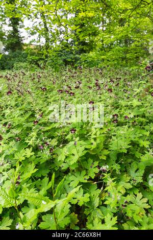 Der dunkle Kranichschnabel Stockfoto