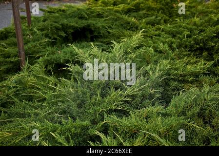 Juniperus sabina immergrüne Blätter Stockfoto