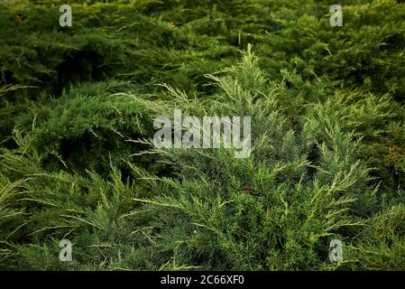 Juniperus sabina immergrüne Blätter Stockfoto