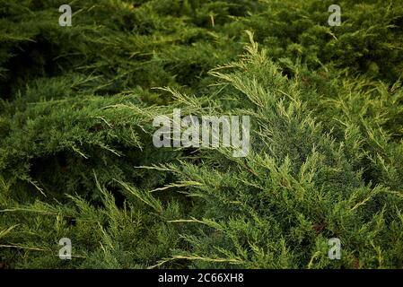 Juniperus sabina immergrüne Blätter Stockfoto