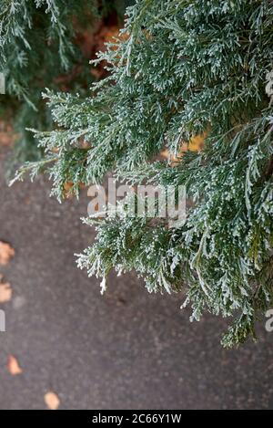 Juniperus scopulorum immergrüner Strauch aus nächster Nähe Stockfoto