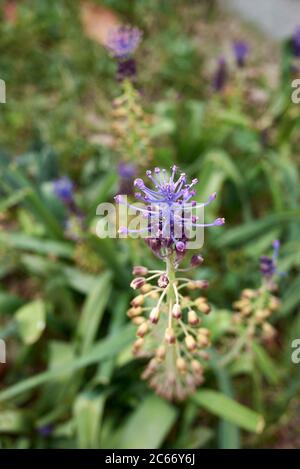 Muscari comosum mit purpurem Blütenstand Stockfoto