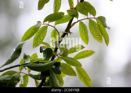 Kanarienvogel Rose, Rosa xanthina, Baum Zweig mit regen Tropfen auf Blättern nach einem Sommer Dusche. London, England, Großbritannien Stockfoto
