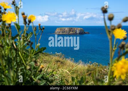 Sheep Island, eine Insel vor der Nordküste in der Nähe von Ballintoy, County Antrim. Es ist vom Giant's Causeway aus zu sehen. Stockfoto