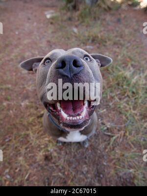 Schönen Porträt einer männlichen American Stafforshire Terrier blau Stockfoto