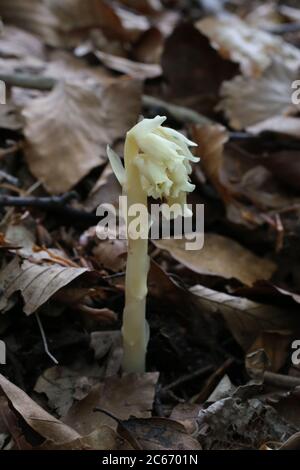 Monotropa hypopitys, Dutchman's Pipe, Yellow Birdsnest. Wildpflanze im Sommer erschossen. Stockfoto