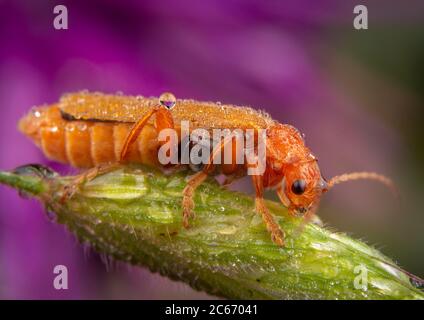 Weibliche oedemera flavipes auf einen grünen Zweig posing Stockfoto