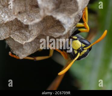 Europäische Feldwespe galicus Wasp Hornet kümmert sich um sein Nest und Larven Stockfoto