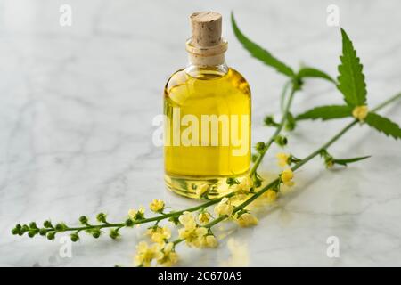 Botlle mit Agrimony-Öl und frischer gelber Blume Stockfoto