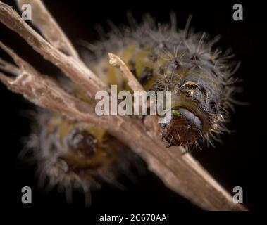 Kleine haarige Raupe von Lymantria dispar auf einem Zweig Makro portrait Stockfoto