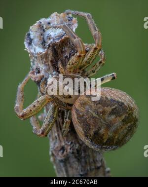 Xysticus spider Hunter essen kleine gefangen starb Honigbiene Stockfoto