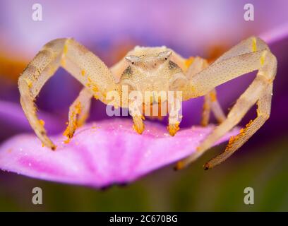 Kleine gelbe Tomisidae Onostus spider Wandern und Posieren auf einem rosa Blume Stockfoto