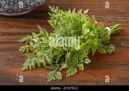 Bouquet von Oenanthe javanica Flamingo Zweige auf einem Holztisch Stockfoto