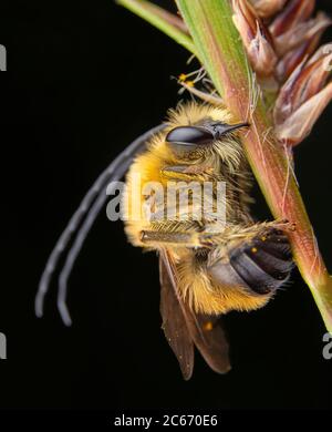 Männliche Muster Eucera schlafen auf seine Blume Stockfoto