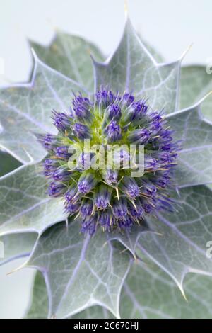Frische blaue Seetauchflaume, Eryngium maritimum, mit silbernen Blättern aus nächster Nähe Stockfoto