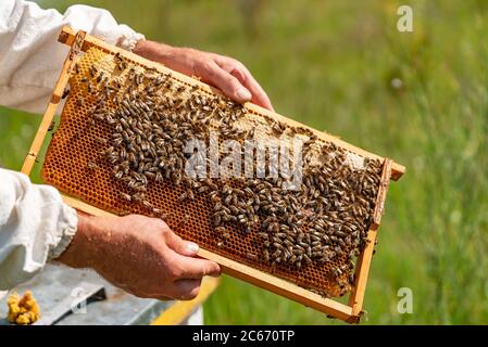 Die Hände eines Mannes hält einen Rahmen mit Waben für Bienen im Garten zu Hause Stockfoto