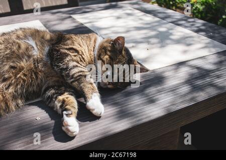 Tabby Katze auf einem Tisch liegend Stockfoto