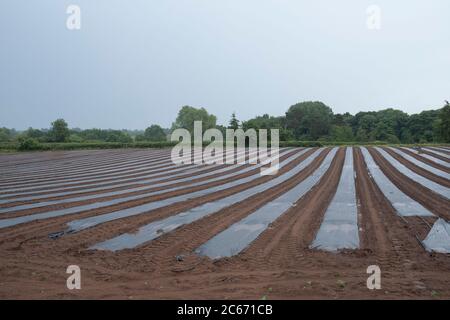 Landschaftsansicht über landwirtschaftliche Felder von Zucchini Pflanzer in Linien und Reihen unter Kunststoff zu Schädlingen am 17. Juni 2020 in Hartlebury, Großbritannien zu verhindern. Die Zucchini oder Zucchini ist ein Sommerkürbis, mesoamerikanischen Ursprungs, der fast 1 Meter lang werden kann, aber in der Regel geerntet wird, wenn noch unreif bei etwa 15 bis 25 cm. Eine Zucchini ist eine dünnhäutige Sorte von dem, was in Großbritannien und Irland als Mark bezeichnet wird. Stockfoto