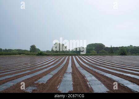 Landschaftsansicht über landwirtschaftliche Felder von Zucchini Pflanzer in Linien und Reihen unter Kunststoff zu Schädlingen am 17. Juni 2020 in Hartlebury, Großbritannien zu verhindern. Die Zucchini oder Zucchini ist ein Sommerkürbis, mesoamerikanischen Ursprungs, der fast 1 Meter lang werden kann, aber in der Regel geerntet wird, wenn noch unreif bei etwa 15 bis 25 cm. Eine Zucchini ist eine dünnhäutige Sorte von dem, was in Großbritannien und Irland als Mark bezeichnet wird. Stockfoto