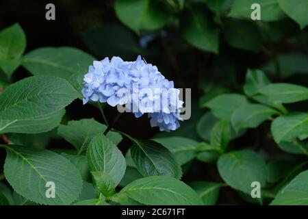 Blaue Blüten der Hortensia macrophylla Niedersachsen, MOPHEAD Hortensia Stockfoto