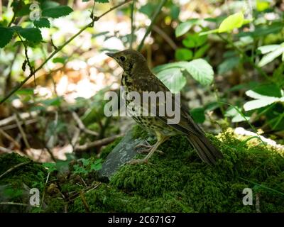 Turdus philomelos, Singdrossel auf der Suche nach Nahrung im Unterholz, Devon, Großbritannien Stockfoto
