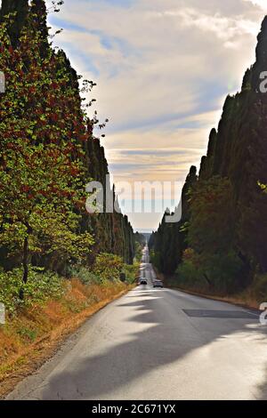 Blick auf die Viale dei Cipressi in Bolgheri, Castagneto Carducci, Livorno in der Toskana, Italien Stockfoto