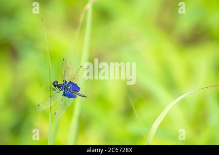 Blaue Libelle mit transparenten Flügeln auf den Blättern des Grases Hintergrund verschwommen grünen Baum. Stockfoto