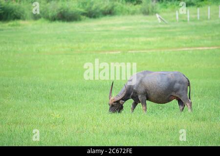 Ein Büffel, der Gras auf einer Wiese frisst. Stockfoto