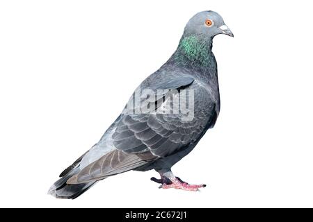 Taube isoliert auf weißem Hintergrund. Graue Taube Körperportrait. Tierwelt von grauen Birdie. Konzept der Freiheit Eleganz, Glaube und Hoffnung. Close up photograp Stockfoto