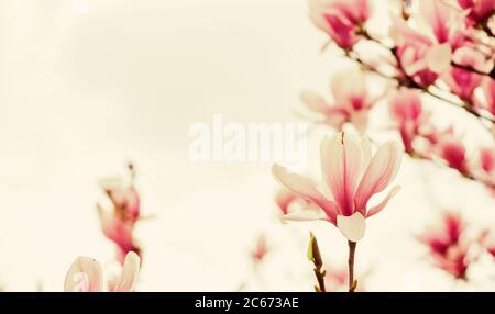 Spa. magnolia Blooming Tree., natürliche floral background. schöner Frühling Blumen. rosa Magnolienbaum Blume. neues Leben Anfang. Natur Wachstum und Aufwachen. Tag der Frauen. Muttertag Urlaub. Stockfoto