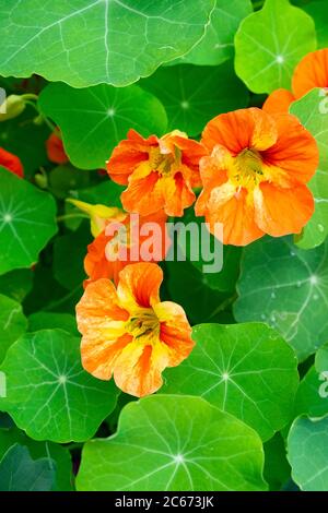 Nahaufnahme von selbstgesät gelb und orange Nasturtiums und Blätter Tropaeolum majus in Blüte in einem Garten in Carmarthenshire Wales UK KATHY DEWITT Stockfoto