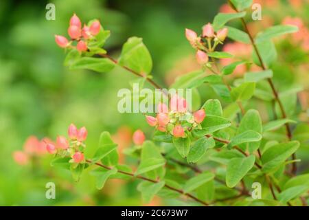 Hypericum x inodorum 'Magischer Kürbis'. Hypericum 'Kolmapuki', Johanniskraut 'Magischer Kürbis', Hypericum 'erste Ausgaben Kürbis' Stockfoto