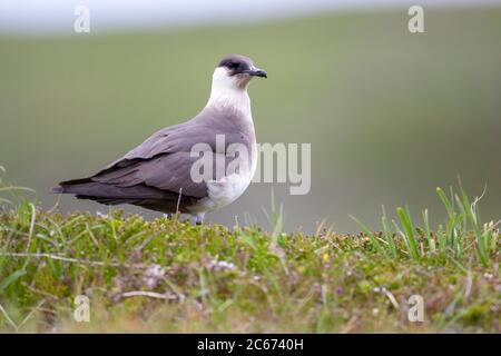 Arctic Skua, Stercorarius parasiticus, stand auf einer grasbewachsenen Felskante. Handa Island, Sutherland, Schottland Großbritannien Stockfoto