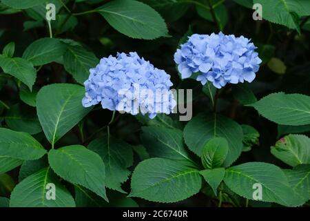 Blaue Blüten der Hortensia macrophylla Niedersachsen, MOPHEAD Hortensia Stockfoto