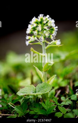 Weißer Butterbur, Petasites albus Stockfoto