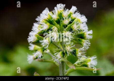 Weißer Butterbur, Petasites albus Stockfoto