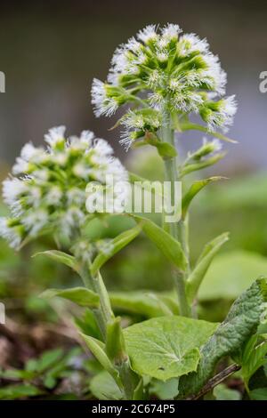 Weißer Butterbur, Petasites albus Stockfoto