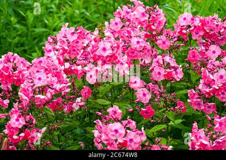 Garten Phlox paniculata Fallschirmsride blühende Blumen Stockfoto