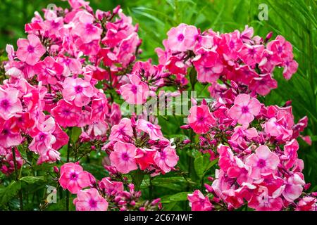 Pink Phlox paniculata Fallschirmritt Stockfoto