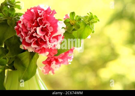 Blumenstrauß in einer glasgrünen Vase. Stockfoto