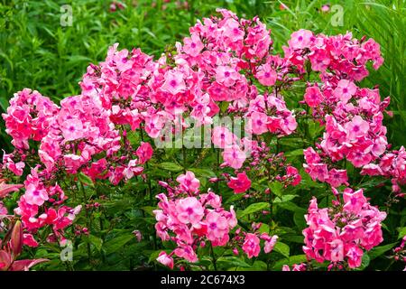 Rosa Phlox paniculata Fallschirmritt Blumenbeet im juli Stockfoto