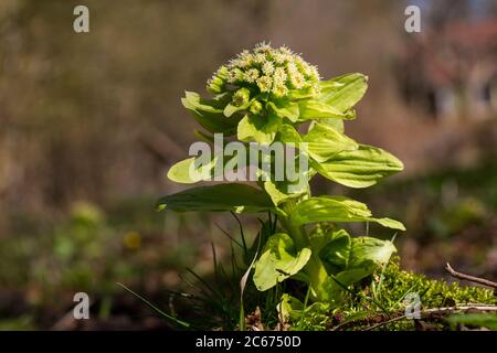 Riesige Schmetterlinge Blüten Stockfoto