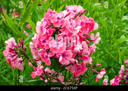 Phlox Paniculata Windsor Stockfoto