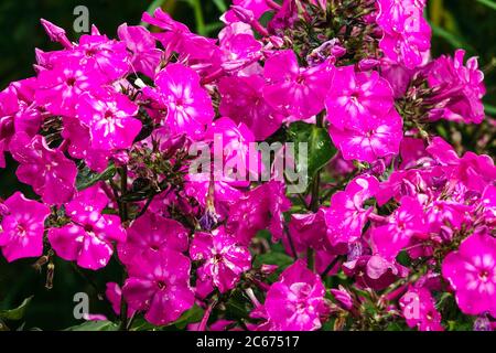 Purple Pink Phlox paniculata „Hannah“ Stockfoto