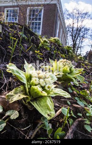 Riesige Schmetterlinge Blüten Stockfoto