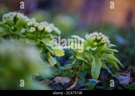 Riesige Schmetterlinge Blüten Stockfoto