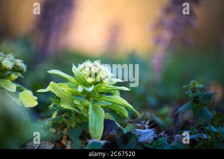 Riesige Schmetterlinge Blüten Stockfoto