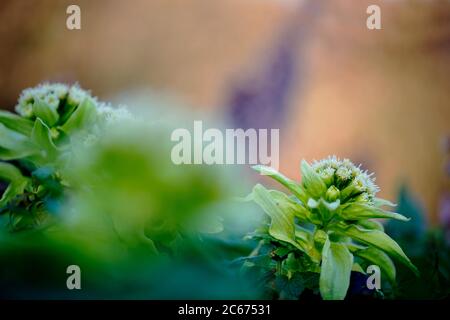 Riesige Schmetterlinge Blüten Stockfoto